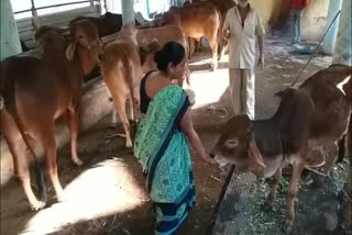Makar Sankranti 2023: દાન, પુણ્ય અને ગાયોની સેવા સાથે મકરસંક્રાંતિનું પર્વ ઉજવાયું
