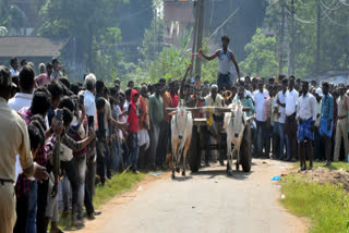 Bullock cart race