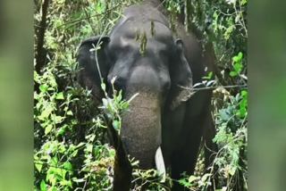 അട്ടപ്പാടിയില്‍ കാട്ടാനയുടെ ആക്രമണം  പാലക്കാട് കാട്ടാനയുടെ ആക്രമണം  പാലക്കാട് അട്ടപ്പാടി  wild elephant attack attappadi palakkad  attappadi palakkad  wild elephant attack