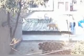 Leopard in Faridabad Rajeev Colony