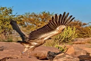 European griffon vulture