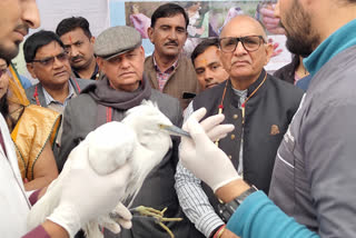 Makar Sankranti 2023: 950 birds injured and 100 plus died during kite flying in Jaipur