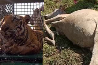 tiger attack  tiger attack wayanadu  tiger attack cow in wayanadu  farmer death in wayanadu  tiger attack farmer in wayanadu  dfo sajna kareem  latest news in wayanadu  latest news today  ഭീതിയൊഴിയാത്ത പിലാക്കാവ്  കർഷകനെ കൊന്ന കടുവ  കടുവയെ മയക്കുവെടി വെച്ച് കീഴടക്കി  പുതുശേരിയില്‍ കര്‍ഷകനെ കൊന്ന് കടുവ  പശുക്കിടാവിനെ കടുവ കൊന്നു  ഡിഎഫ്ഒ സജ്‌നാ കരീം  വയനാട് ഏറ്റവും പുതിയ വാര്‍ത്ത  ഇന്നത്തെ പ്രധാന വാര്‍ത്ത