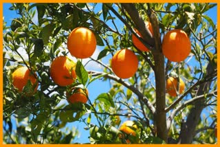 Promotion of modern farming in Haryana