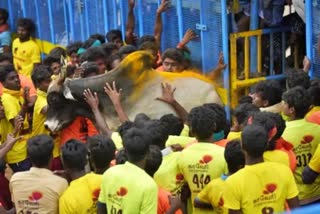 jallikattu