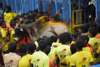 Jallikattu begins in Avaniyapuram of Madurai district tamilnadu