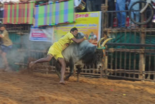 images from Avaniyapuram jallikattu in Madurai 2023