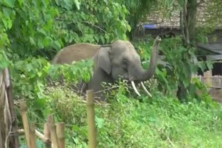 Wild Elephant destroyed concrete house and kitchen in Kaliabor Nagaon