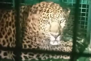 Female leopard captured in forest department cage at Kanna Gudda