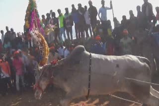 கிருஷ்ணகிரிலேயே "முதல் எருது விடும் விழா"