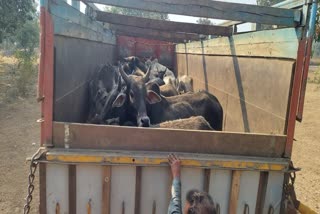 smuggling of cattle in shahdol