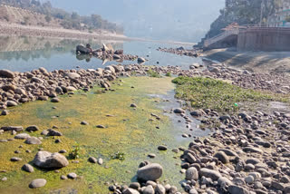 Srinagar Makar Sankranti