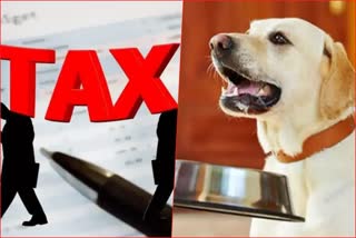 Now Dog hobby will be expensive in MP, Sagar Municipal Corporation will collect tax, know what is its purpose