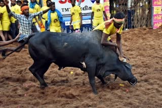 Jallikkattu  Jallikattu tamilnadu  tamilnadu news  malayalam news  people injured at Jallikattu  jallikkattu at madurai  ജെല്ലിക്കെട്ട്  ജെല്ലിക്കെട്ടിനിടെ 19 പേർക്ക് പരിക്ക്  ആവണിയാപുരത്ത് നടന്ന ജെല്ലിക്കെട്ട്  മധുര ജെല്ലിക്കെട്ട്  തമിഴ്‌നാട് വാർത്തകൾ  മലയാളം വാർത്തകൾ