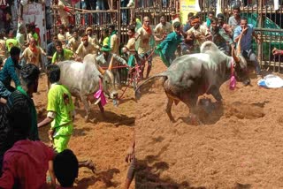 Jallikattu