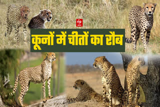 madhya pradesh kuno national park cheetah activity