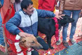 Dog and bitch got married with pomp in Aligarh