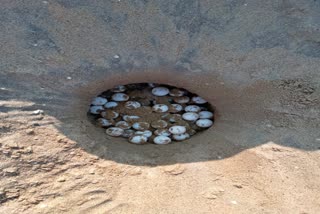 sea tortoise were found  211 eggs