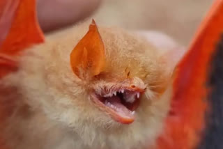 The painted bat or Kerivoula Picta or painted wooly bat is a species of vesper bat in the family Vespertilionidae. It is also known as "butterfly bat" "rongin chamchika" (coloured bat) or "komola-badami chamchika" (orange-brown bat) in Bengali.