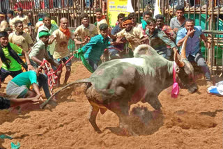 TN: Jallikattu leaves 61 bull tamers injured at Madurai's Avaniyapuram