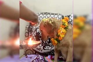 bogi pallu to dog