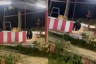 Bears are rampant in Tirumala