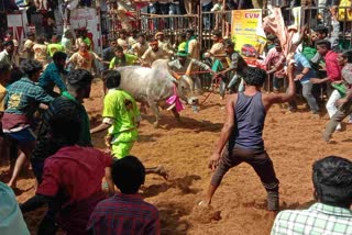 Tamil Nadu Jallikattu: અવનિયાપુરમ જલ્લીકટ્ટુ દરમિયાન 61 ઘાયલ, 11 ગંભીર રીતે ઘાયલ