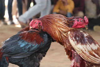 andhra pradesh cock fight ahead of Sankranti festival