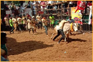 Jallikattu leaves 61 bull tamers injured