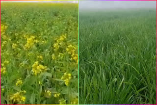 Crops benefit from light rain in Yamunanagar