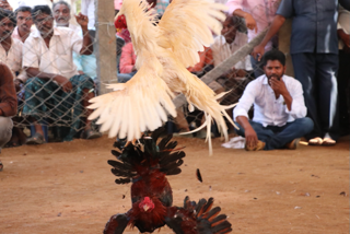 andhra pradesh cock fight ahead of Sankranti festival  cock fight during sankranti in andhra  andhra pradesh cock fight  rooster fight Sankranti festival  Cockfighting in India  Cockfights in Andhra Pradesh  മകര സംക്രാന്തി കോഴിപ്പോര് ആന്ധ്രപ്രദേശ്  കോഴിപ്പോര്  കോഴിപ്പോര് മത്സരം ആന്ധ്ര  ആന്ധ്രപ്രദേശ് കോഴിപ്പോര് വാര്‍ത്ത