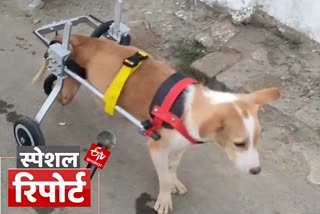 Wheelchairs for handicapped Dogs