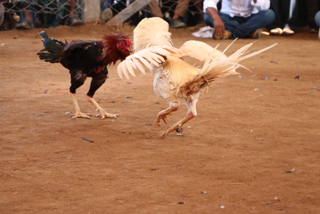 makar sankranti cockfight rooster fight andhra pradesh