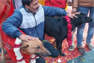Dog and bitch got married with pomp in Aligarh