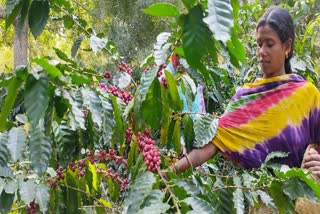 Bastar Coffee production in Naxalgarh