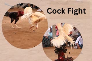 cock fight on Sankranti festival