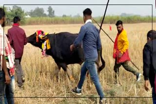 Buffalo Fight