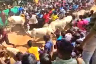 3 injured in Rangampet bull races, known as AP Jallikattu, held near Tirupati