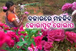 rose cultivation