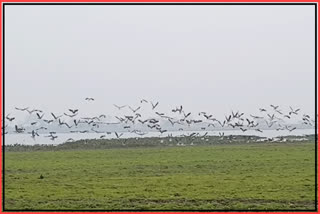 Illegal hunting of migratory birds
