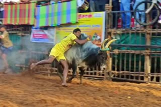 World famous Alanganallur Jallikattu