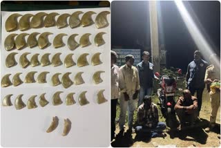 Two arrested for carrying tiger nails