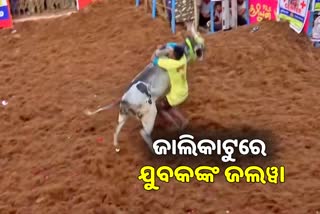 Jallikattu competition