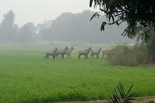 छपरा में नील गाय से किसान परेशान