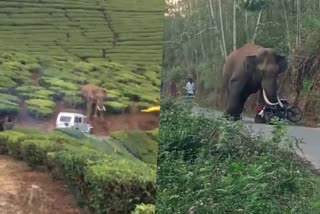 Idukki  Munnar  Wild Elephant Padayappa  Padayappa on residential area  Munnar residential area  മൂന്നാറിനെ വിറപ്പിച്ച് പടയപ്പ  പടയപ്പ  പകല്‍ സമയത്തും ജനവാസമേഖലയില്‍  ഇടുക്കി മൂന്നാറിലെ ജനവാസമേഖല  റോഡില്‍ നിലയുറപ്പിച്ച് ഒറ്റക്കൊമ്പന്‍  കാട്ടാനശല്യം  കുറ്റിയാർ വാലി