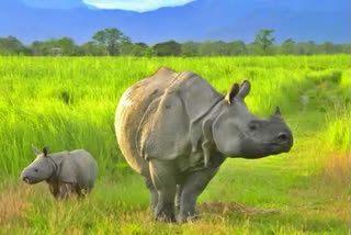 Lakhimpur Divisional Forest Officer (DFO) Ashok Kumar Dev Choudhury on Wednesday said that the villagers have claimed to have seen three rhinos, but we have noticed one. The public are disturbing the rhinos, who attacked and injured three persons on Tuesday.