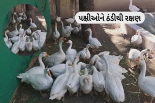 Jamnagar : ઠંડીના ચમકારાને લઈને ચીડિયા ઘરમાં પક્ષીઓ માટે ખાસ વ્યવસ્થા