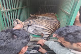 tiger captured in kodagu