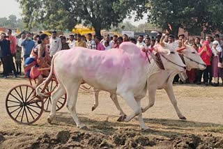Talegaon Dashasar Yatra is Only Bullock Cart Race For Women in State; Significant Youth Participation After Nine Years