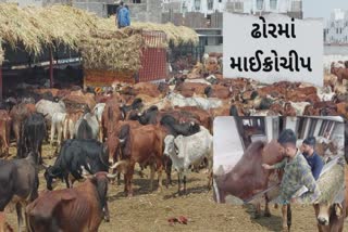 stray cattle : ગોહિલવાડમાં કોનું માલિકીનું આ પશું છે તે હવે ખબર પડી જશે